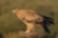 1B7A5248.jpg