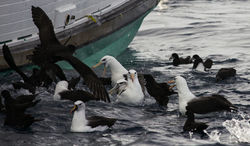 Albatrosses and Petrels