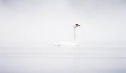 Mute Swan