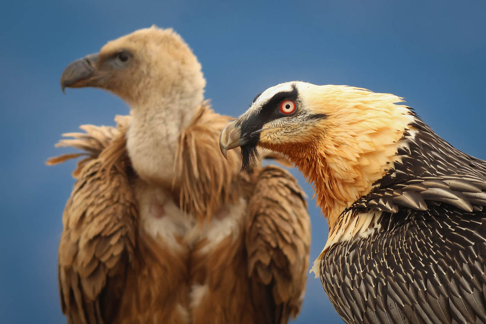 But the real prize of this hide-based wildlife photo tour is always the Bearded Vulture (Lammergeier). Few birds leave such an impression. Seeing one glide across the mountains before dropping into the feeding area is a genuinely unforgettable experience.