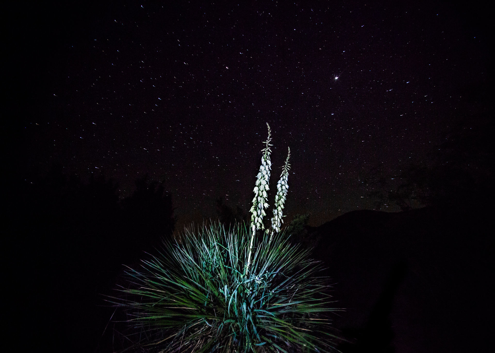 Yucca Flowers In Texas