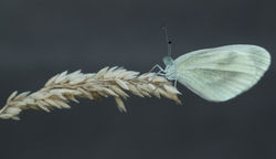 Wood White leptidea sinapis 03