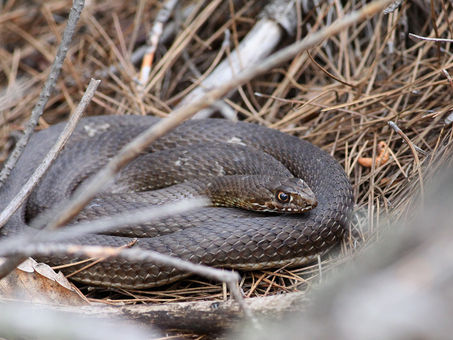 Εastern Montpellier snake (Malpolon insignitus)