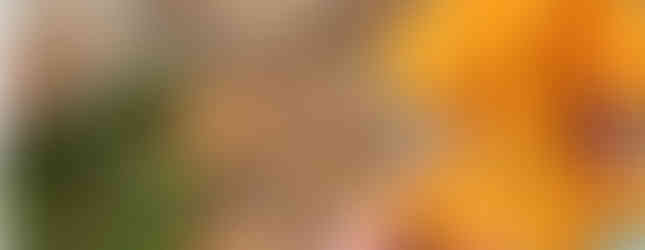 Canta, mimi champi bonhomme chanterelle, jaune safran et ses détails de broderie champignon