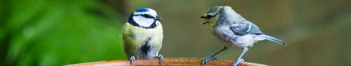 Cantique d'oiseaux