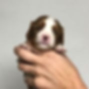 YK6ZG0Iwmale puppy3.jpeg