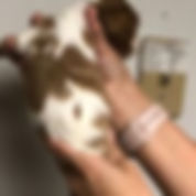 malepuppy5a.jpeg