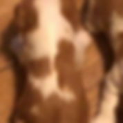 male puppy1a.jpeg