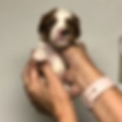 malepuppy5.jpeg