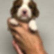 malepuppy4.jpeg