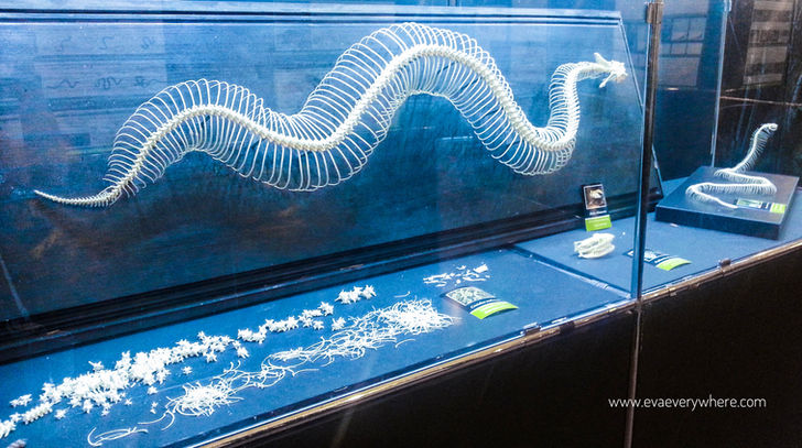 GENOA AND ITS DEADLIEST & MOST POISONOUS SNAKE EXHIBIT
