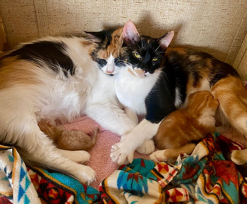 Delilah & Pcat w_ babes.jpg