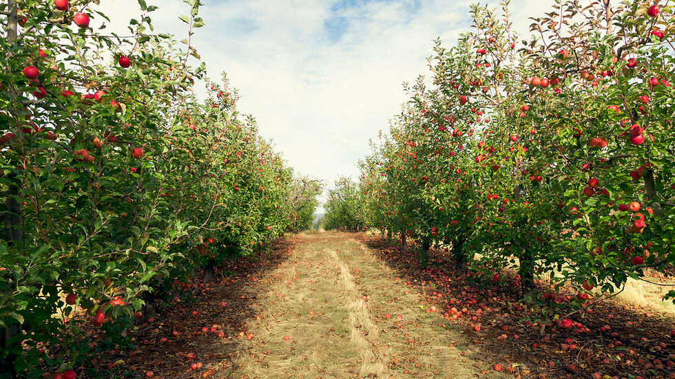 Apple trees