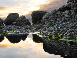 Tide Pools Guide