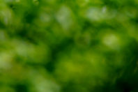Bokeh_edited.jpg
