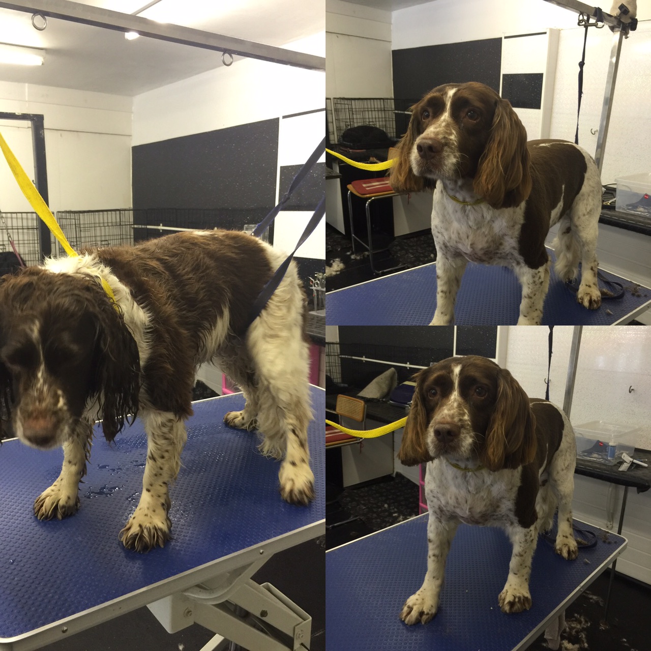 Daisy, Before and After