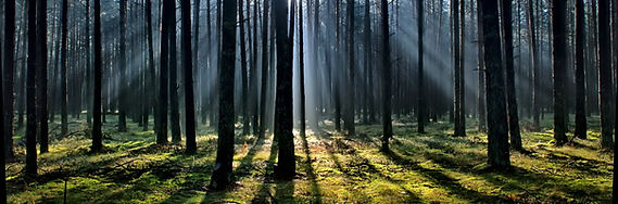 Image foret_edited.jpg