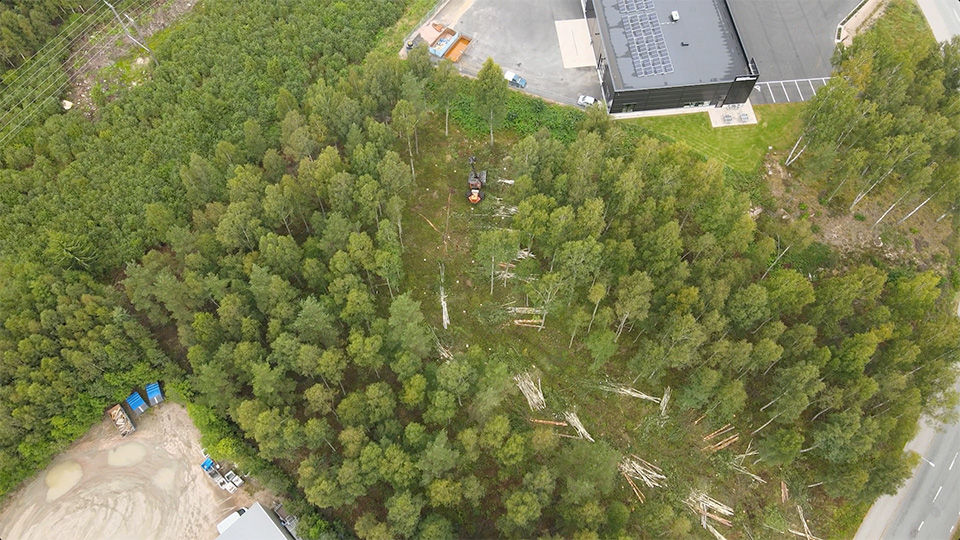 Avverkning av skogen