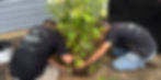 Landscaping_Tree-Flower-Shrubs-Planting_State-College-PA_edited.jpg