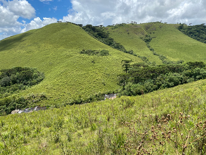 Campos de altitude e florestas de araucária