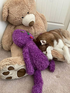 Emotional Support Animals