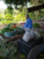 Miniatura: ECOSUL - Associação dos Agricultores e Agricultoras do Sul Paraibano