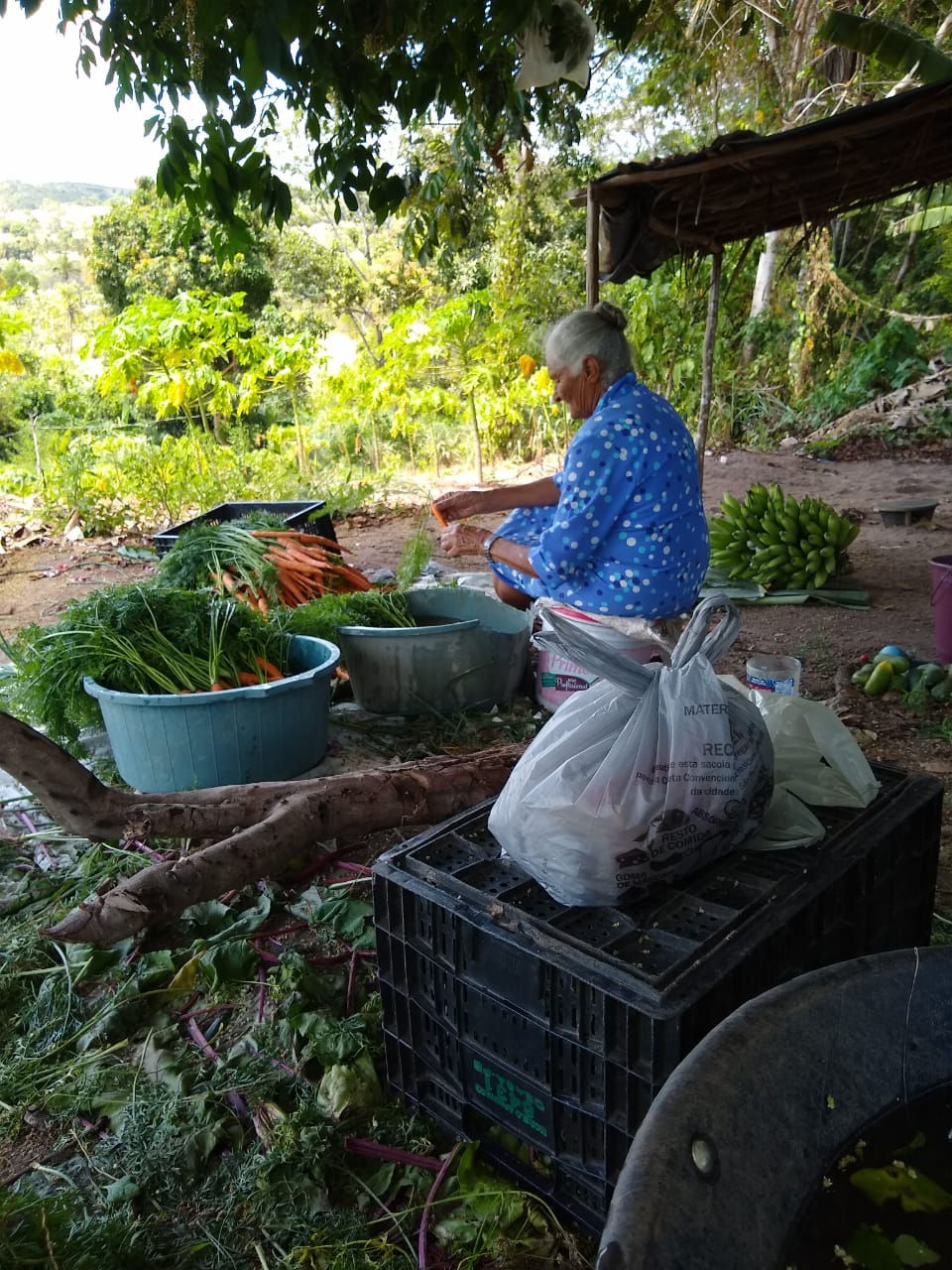 Miniatura: ECOSUL - Associação dos Agricultores e Agricultoras do Sul Paraibano