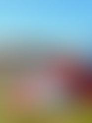 A True Classic Since 1985