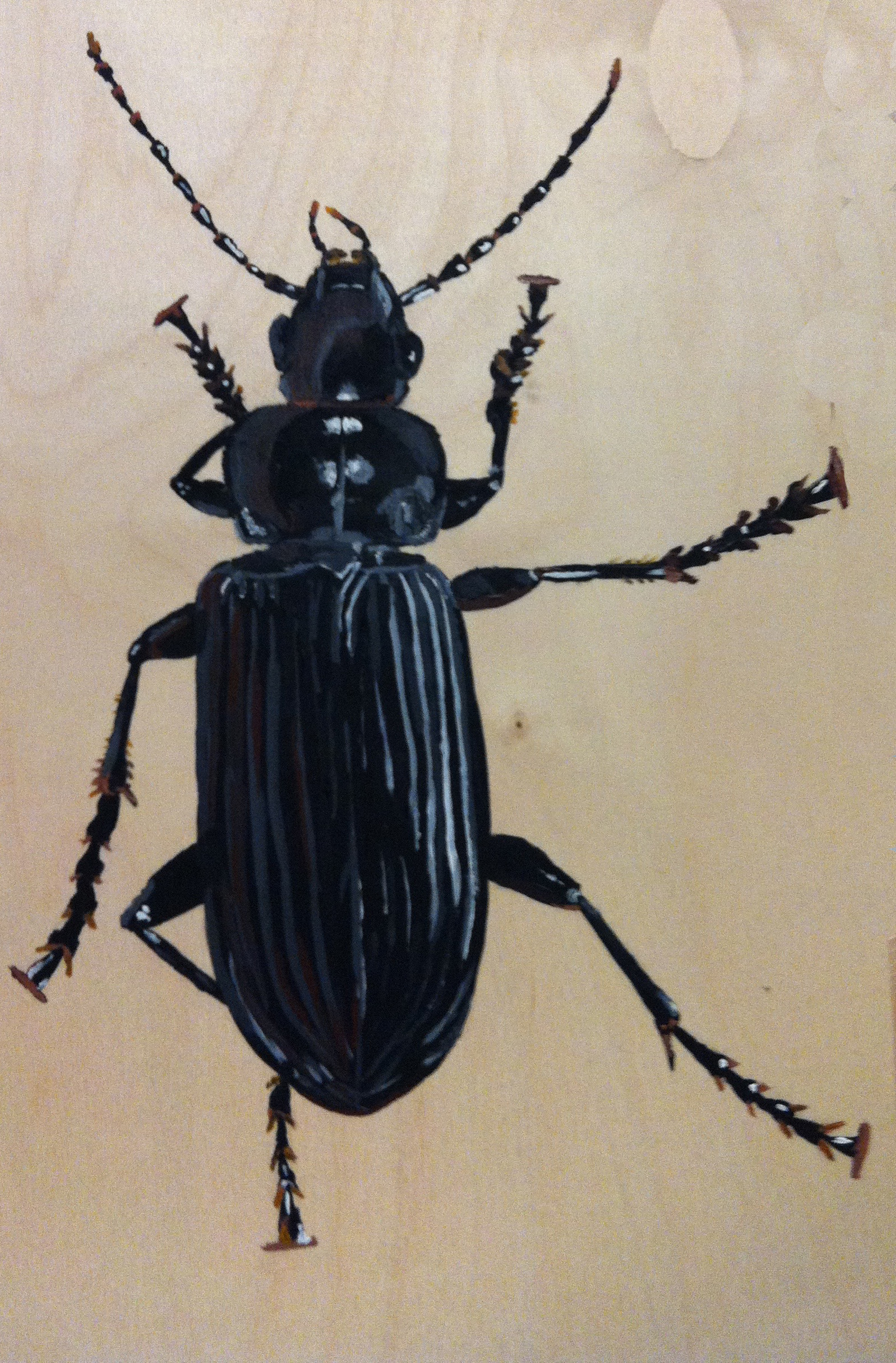 Beetle