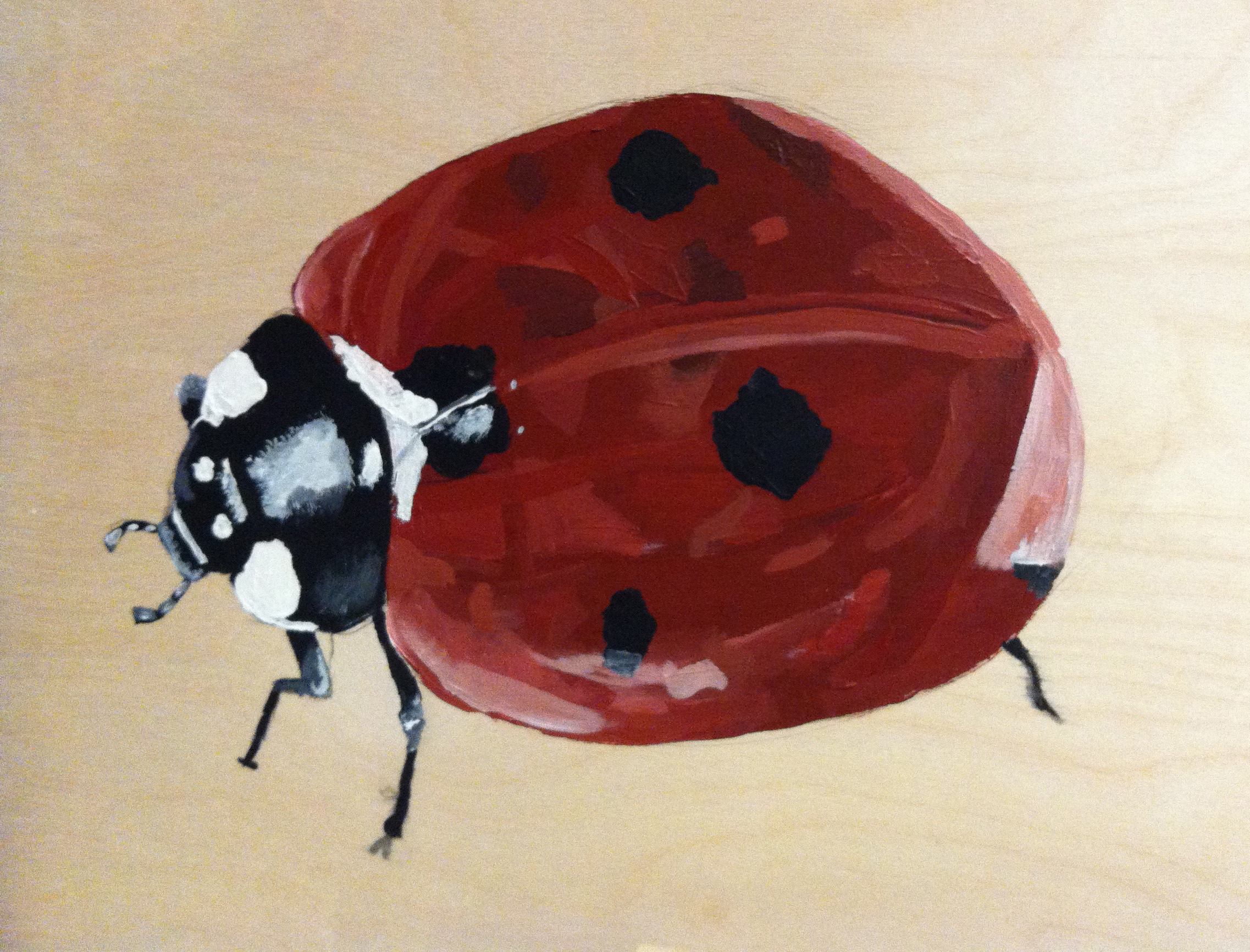 Lady bug