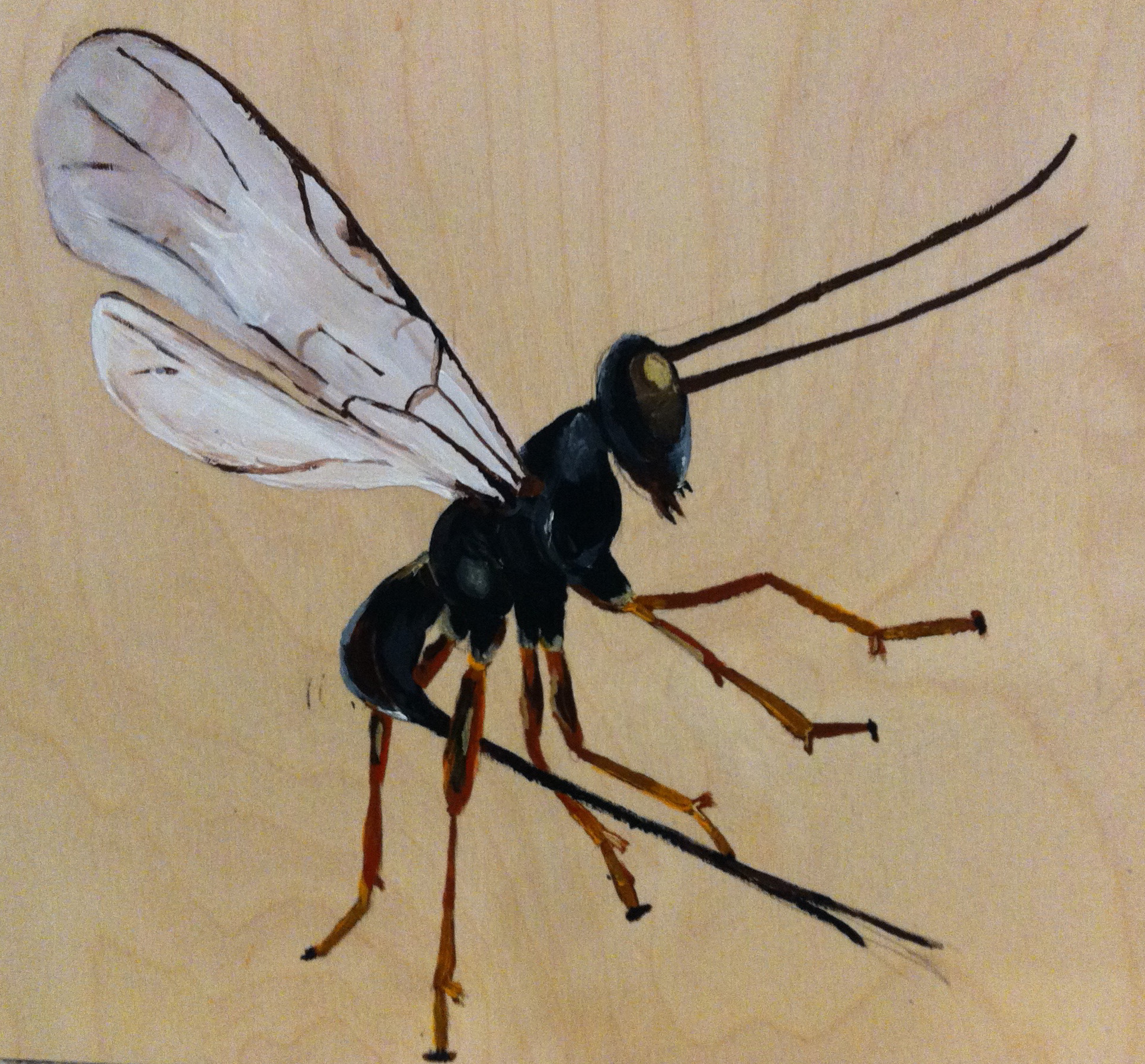 Wasp