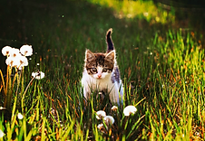 Kitten exploring new surroundings_edited