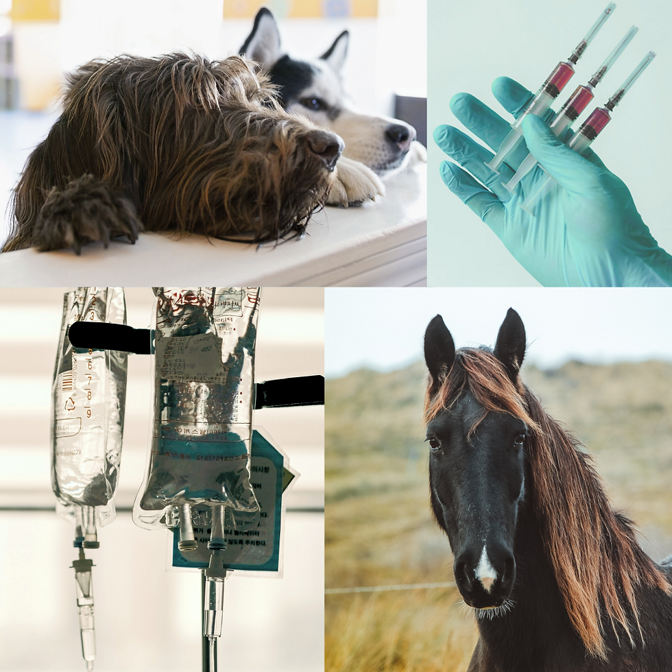 Blutentnahme + Infusionen • Hund • Katze • Pferd