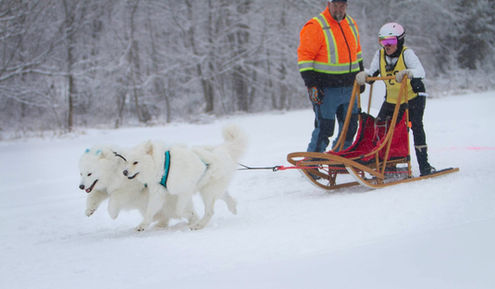 Chance, Peppermint and Tesla samoyed sledding team Last Samurai Kennel