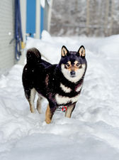Shiba Inu for adoption