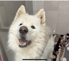 samoyed for adoption