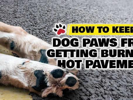 Protect your dog’s paws