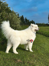 samoyed rescue for adoption