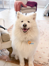 samoyed for adoption