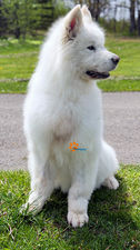samoyed for adoption