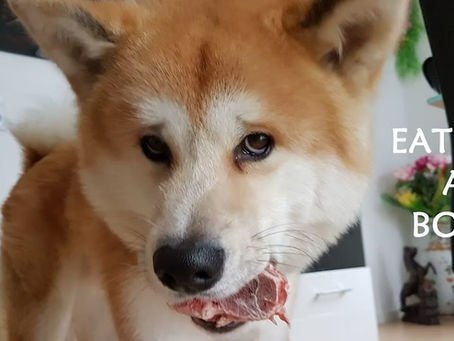 DIETARY BALANCE IN DOG DIET