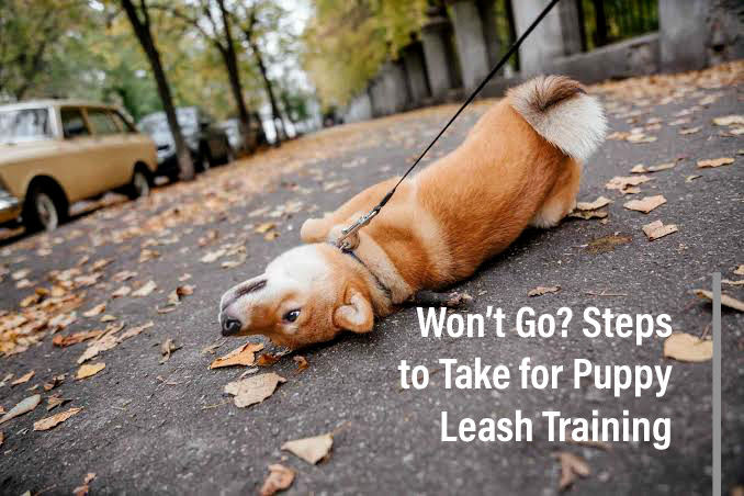 Won’t Go? Steps to Take for Puppy Leash Training
