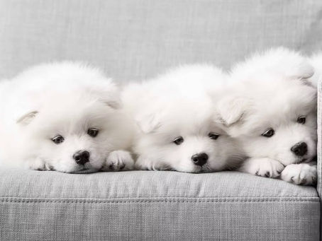Three samoyed puppies on sofa