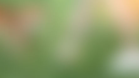 How to Firm Up Dog Poop