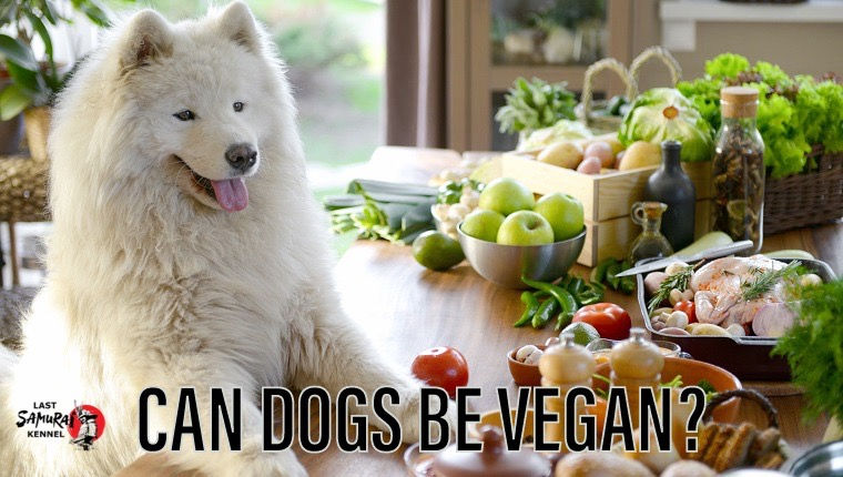What pet parents should be aware of when thinking about vegan or vegetarian dog food.
