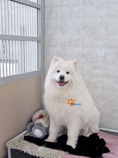 Samoyed for adoption