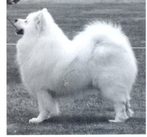 Old phot of show samoyed