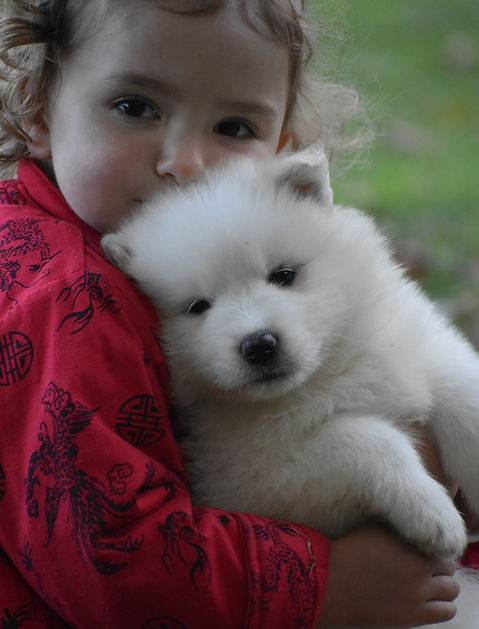 Last samurai kennel samoyed breeding ontario