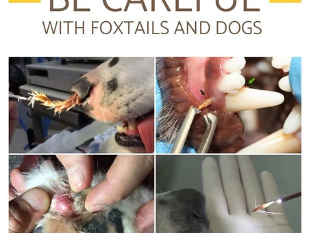 Foxtail grass danger