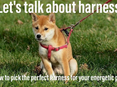 How to pick the perfect harness for your energetic pup.